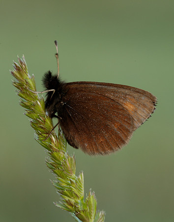 Mountain Ringlet Erebia epiphron