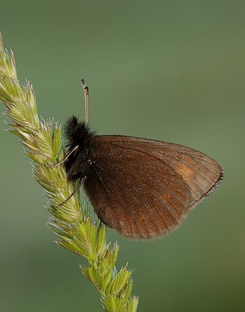 Mountain Ringlet Erebia epiphron