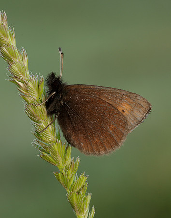 Mountain Ringlet Erebia epiphron