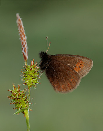 Mountain Ringlet Erebia epiphron