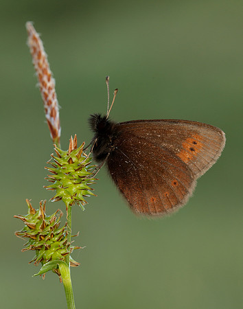 Mountain Ringlet Erebia epiphron