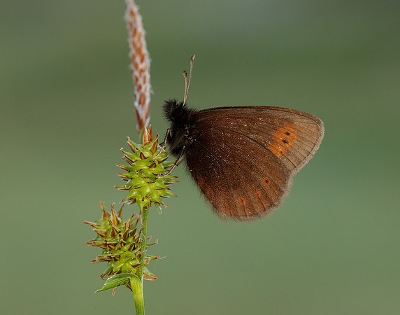 Mountain Ringlet Erebia epiphron