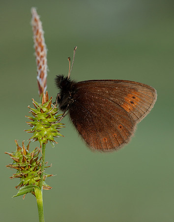 Mountain Ringlet Erebia epiphron