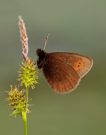 Mountain Ringlet Erebia epiphron