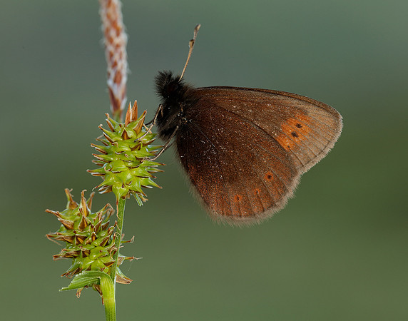 Mountain Ringlet Erebia epiphron
