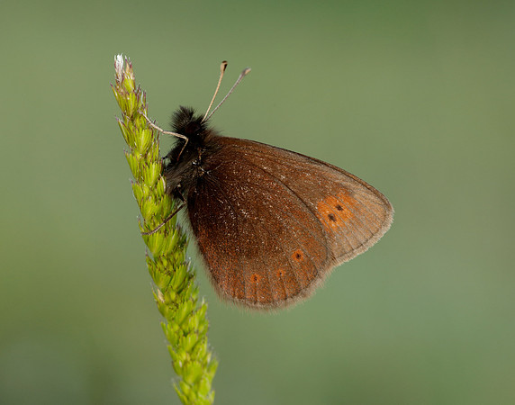 Mountain Ringlet Erebia epiphron