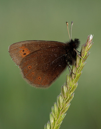 Mountain Ringlet Erebia epiphron