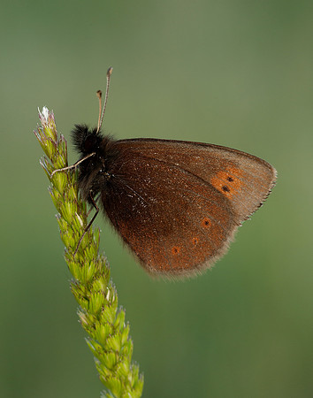 Mountain Ringlet Erebia epiphron