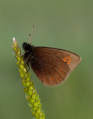 Mountain Ringlet Erebia epiphron