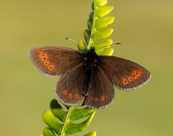 Mountain Ringlet Erebia epiphron