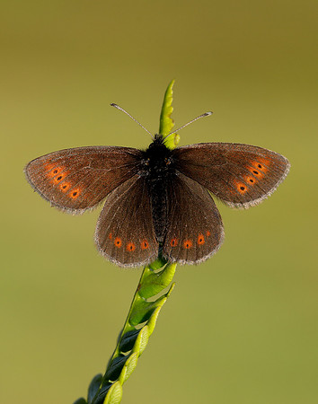Mountain Ringlet Erebia epiphron