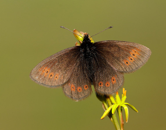Mountain Ringlet Erebia epiphron