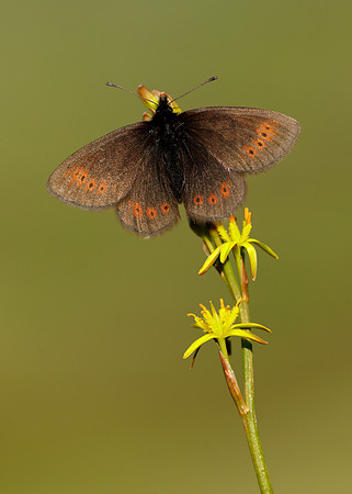 Mountain Ringlet Erebia epiphron