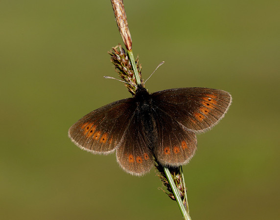 Mountain Ringlet Erebia epiphron