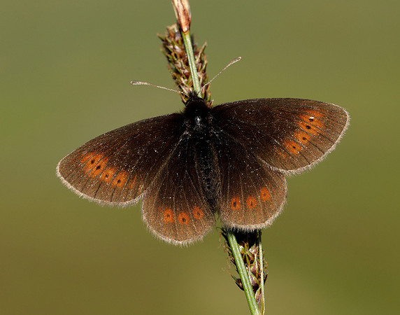 Mountain Ringlet Erebia epiphron