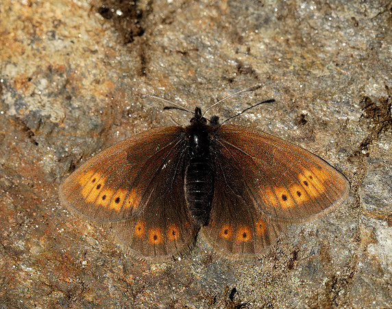 Mountain Ringlet Erebia epiphron