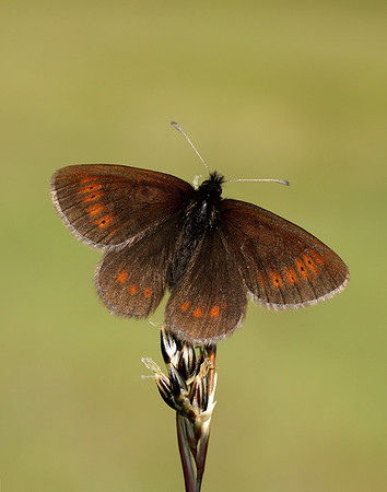 Mountain Ringlet Erebia epiphron