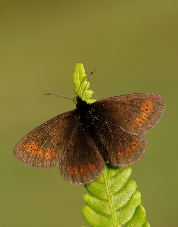 Mountain Ringlet Erebia epiphron