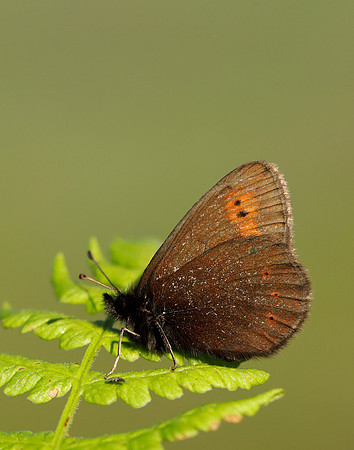 Mountain Ringlet Erebia epiphron