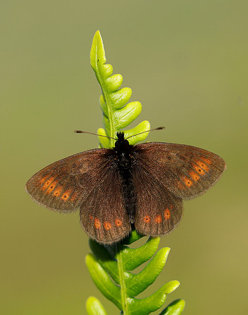 Mountain Ringlet Erebia epiphron