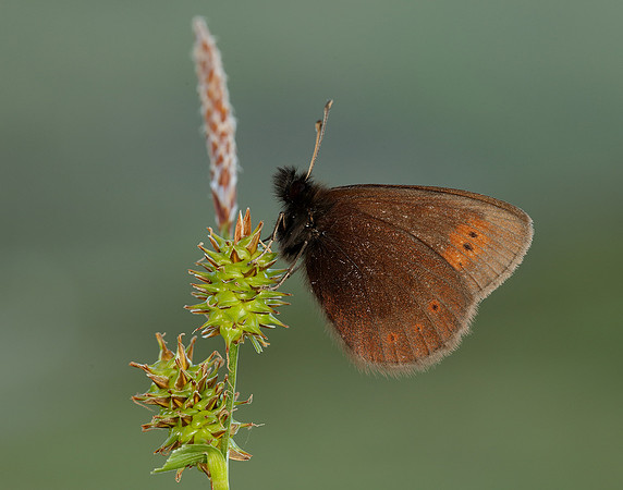 Mountain Ringlet Erebia epiphron