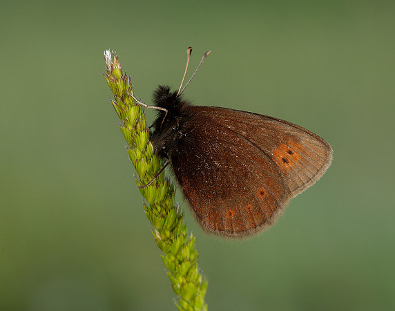 Mountain Ringlet Erebia epiphron