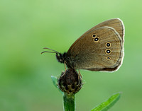 Ringlet Aphantopus hyperantus