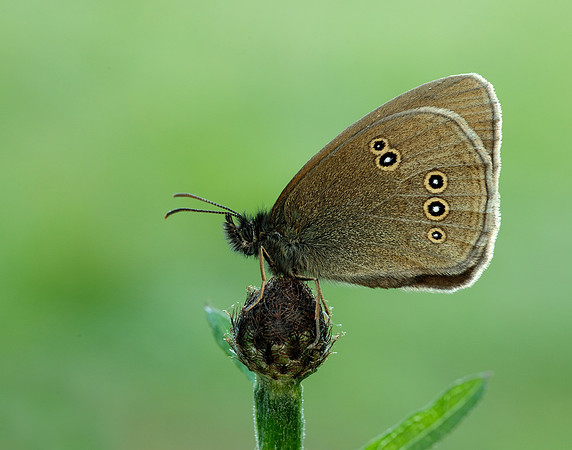 Ringlet Aphantopus hyperantus