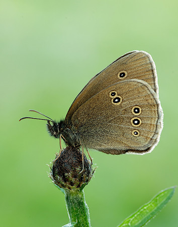 Ringlet Aphantopus hyperantus