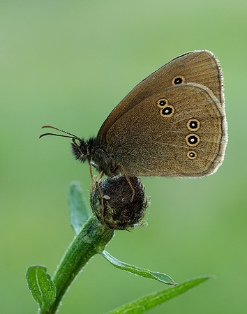 Ringlet Aphantopus hyperantus