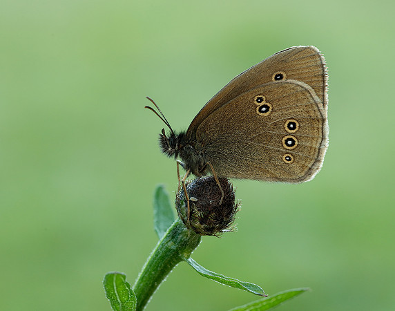 Ringlet Aphantopus hyperantus