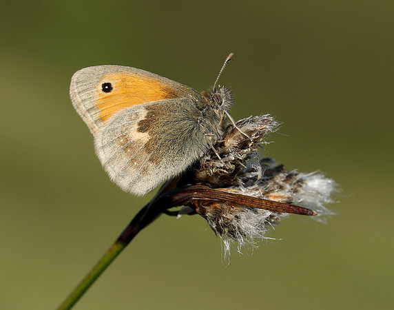 Small Heath Coenonympha pamphilus