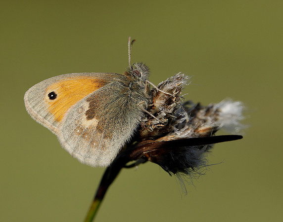 Small Heath Coenonympha pamphilus