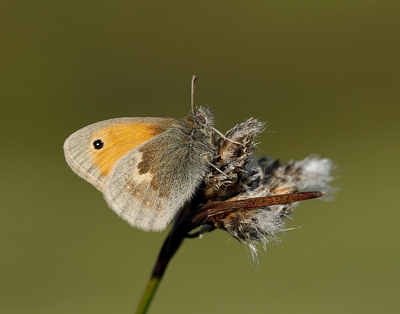 Small Heath Coenonympha pamphilus