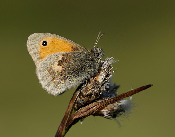 Small Heath Coenonympha pamphilus