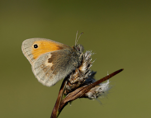 Small Heath Coenonympha pamphilus