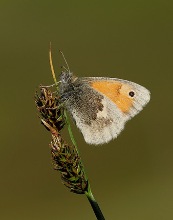 Small Heath Coenonympha pamphilus
