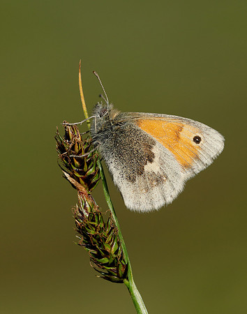 Small Heath Coenonympha pamphilus