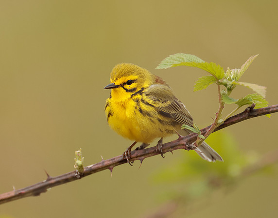 Prairie Warbler Setophaga discolor