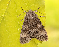 73.046 BF2278 Poplar Grey Subacronicta megacephala