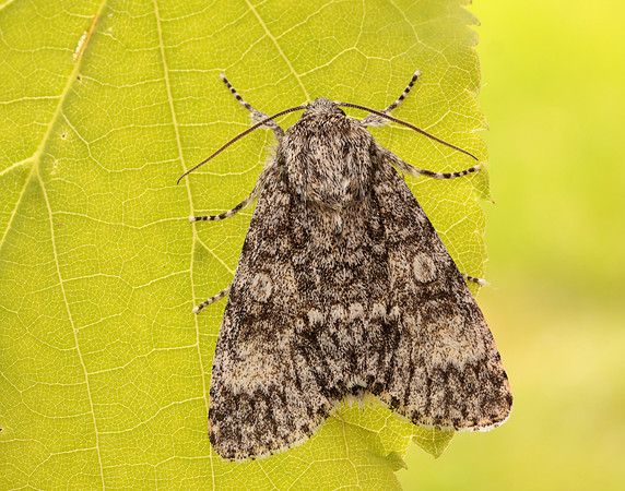 73.046 BF2278 Poplar Grey Subacronicta megacephala
