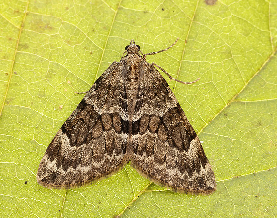 70.079 BF1769 Spruce Carpet Thera britannica