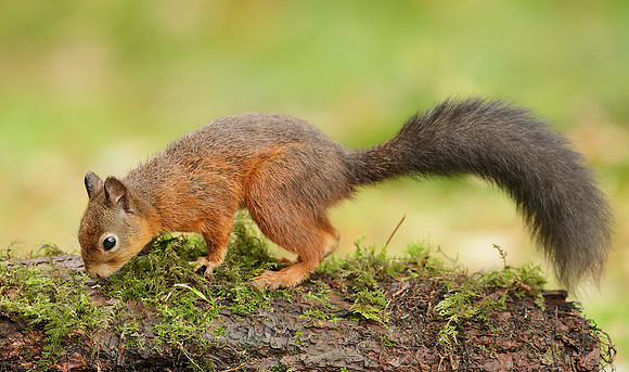 Red Squirrel Sciurus vulgaris