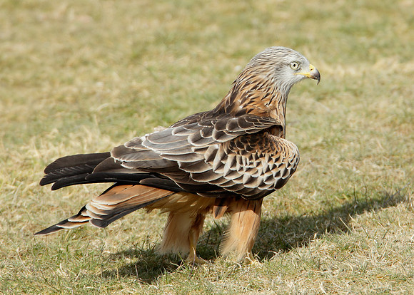 Red Kite Milvus milvus