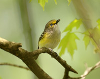 White-eyed Vireo Vireo griseus