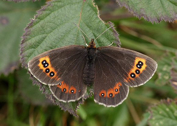 Scotch Argus Erebia aethiops