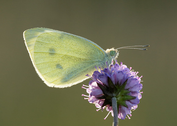Small White Pieris rapae