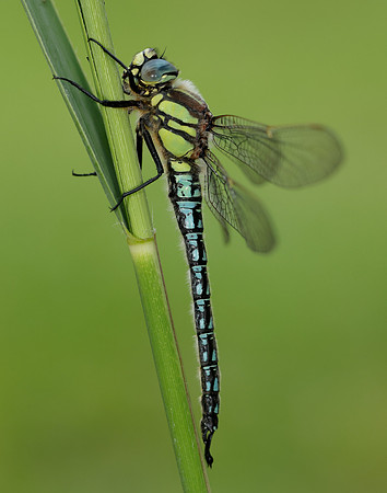 Hairy Dragonfly Brachytron pratense