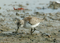 Western Sandpiper Calidris maura