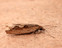 49.207 BF1119 Ancylis geminana